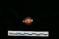 藏品(雪山寶螺)的圖片